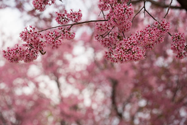 Pink cherry blossoms stock photo