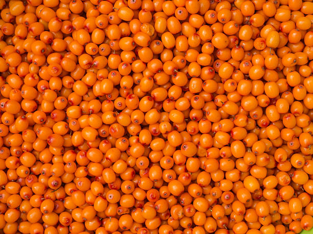 istock Sea buckthorn berryes. 497181144