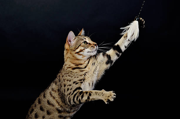 istock Bengal cat in front of a  black background 497181257