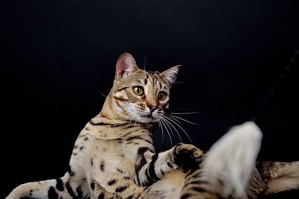 Bengal cat in front of a  black background Bengal cat in front of a  black background pileup stock pictures, royalty-free photos & images