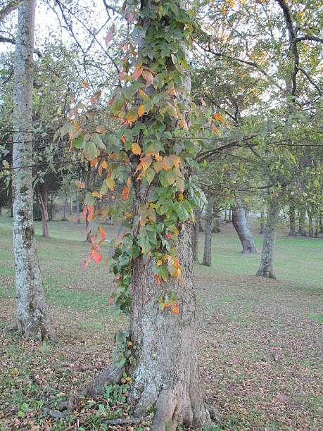 Colorful Poison Ivy Vine, Growing on a Tree Trunk stock photo