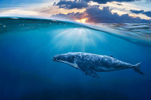 Avistamiento de ballenas en la mitad de aire photo