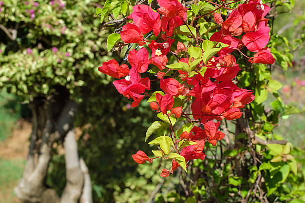 istock Blooming bougainvillea with red flowers. in sunny spring day 497181448