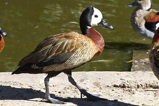istock White-faced Whistling-Duck walking along the shore 497181717