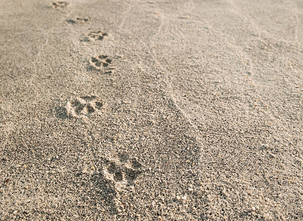 pies łapa drukuje się na piasku. - dog paw print beach footprint zdjęcia i obrazy z banku zdjęć