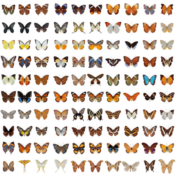 kolekcja butterfly - malachite butterfly zdjęcia i obrazy z banku zdjęć