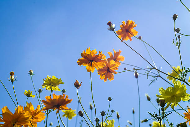istock yellow colorful flowers in a beautiful day 497182174