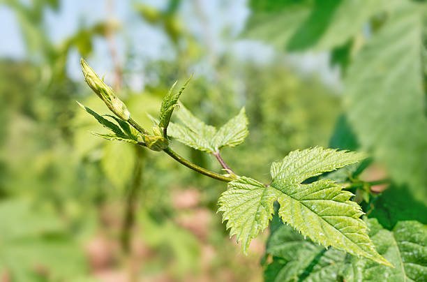 istock detail of hops 497182341