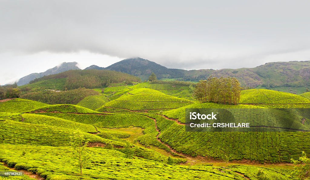Teeplantage, Tea Crop - Lizenzfrei Agrarbetrieb Stock-Foto Teeplantage, Tea Crop - Lizenzfrei Agrarbetrieb Stock-Foto