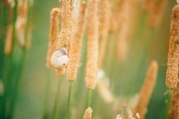 Small snail on the grass stem
