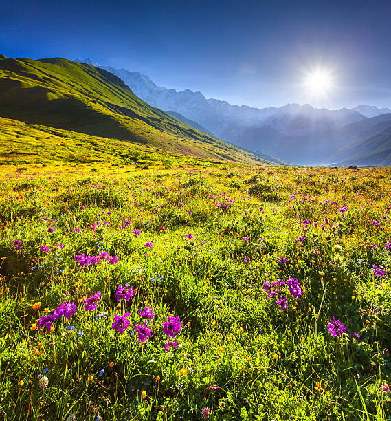 istock Blooming pink flowers in the Caucasian mountains. 497182513
