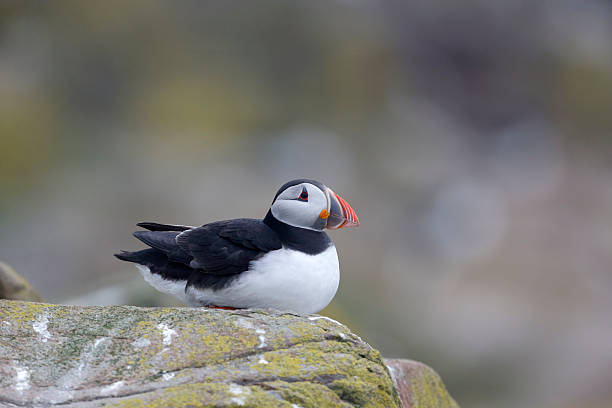 istock Puffin, Fratercula arctica 497182853