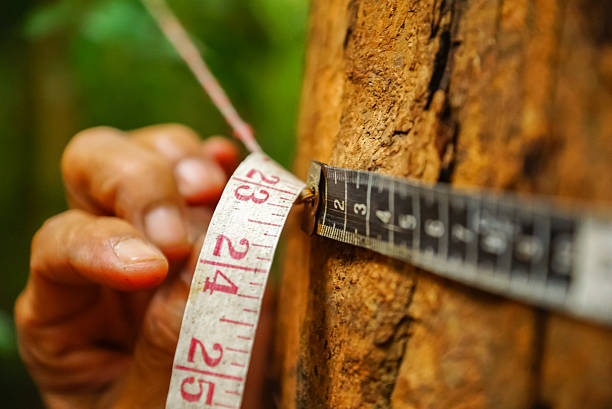 Measuring the girth of a tree.