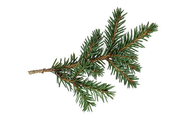 branch der spruce - nadel pflanzenbestandteile stock-fotos und bilder