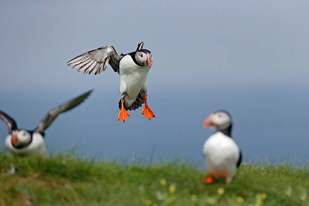 istock Puffin, Fratercula arctica 497183291