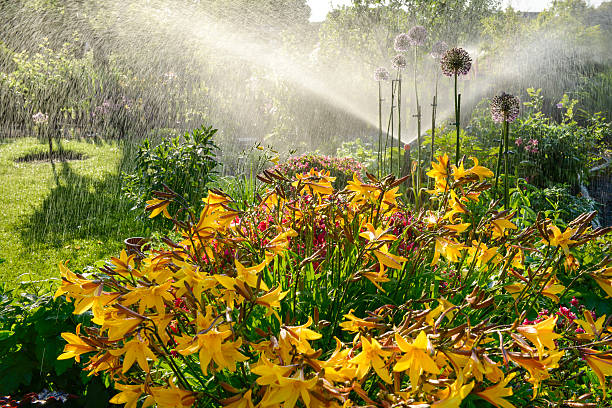 istock Sprinkler Watering Flowers 497183461
