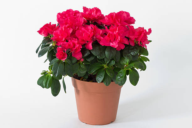 istock Red flowers in a pot on a white background 497183583