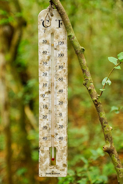 istock The temperature on the thermometer in the forest. 497184111