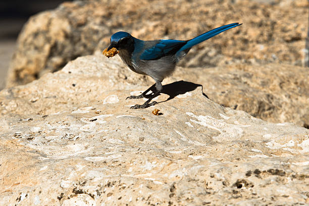 ブルーバードのお食事をお望みのお客様はグランドキャニオン - bird bluebird missouri perching ストックフォトと画像