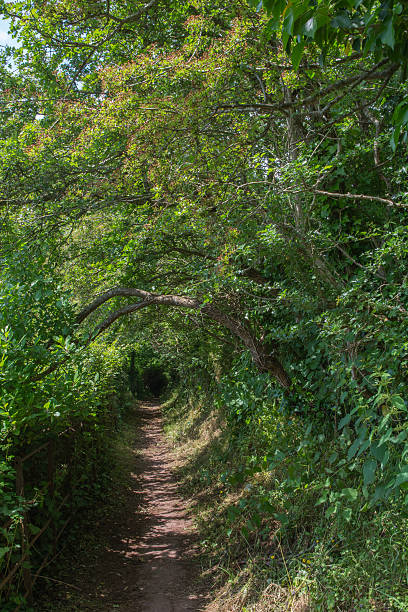 Arched Path Through The Forest stock photo