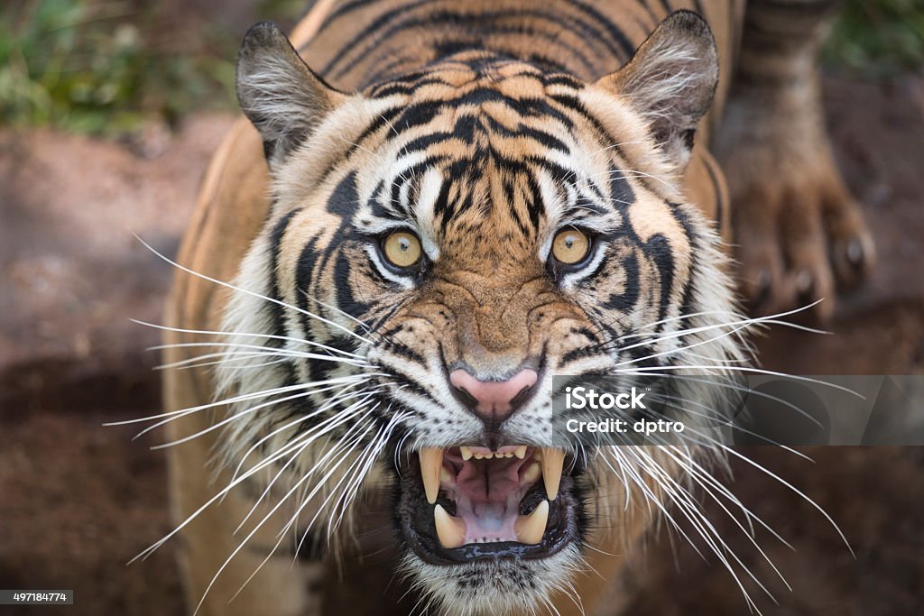 Roaring Tiger Male adult sumatran tiger roar from shutter click sounds. Tiger Stock Photo