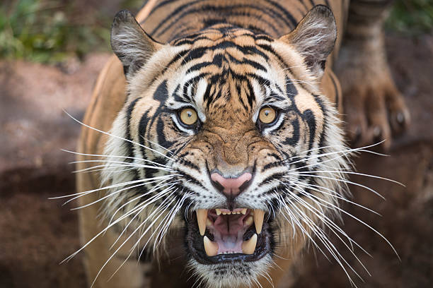 Roaring Tiger Male adult sumatran tiger roar from shutter click sounds. roaring photos stock pictures, royalty-free photos & images