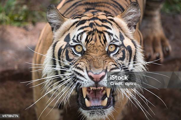 Roaring Tiger Stock Photo - Download Image Now - Tiger, Roaring, Tiger-Eye