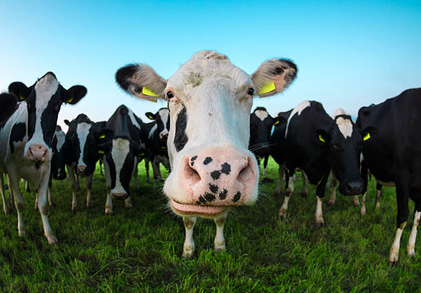 istock Funny cow fisheye 497184937