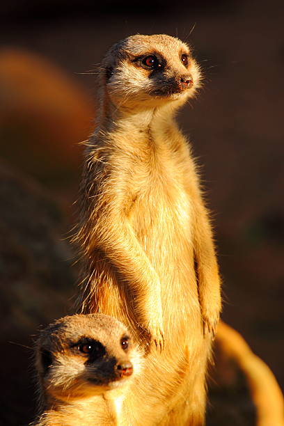 meerkats en taronga - taronga fotografías e imágenes de stock