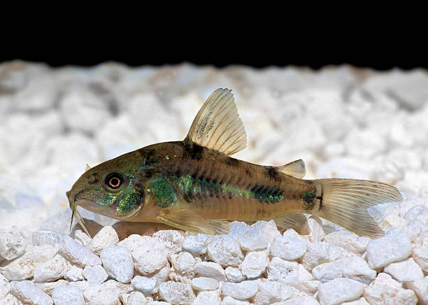 Pepper Cory Corydoras paleatus catfish Pepper Cory Corydoras paleatus catfish sitting on bottom wels catfish stock pictures, royalty-free photos & images