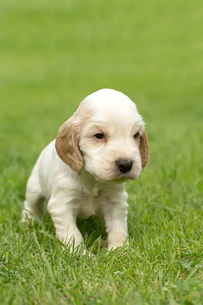 Looking English Cocker Spaniel puppy, 24 days old outdoor on green grass
