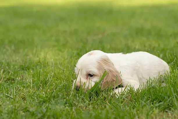 Looking English Cocker Spaniel puppy, 24 days old outdoor on green grass