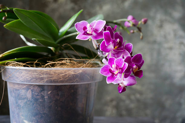 desabrochando orquídea - grung imagens e fotografias de stock