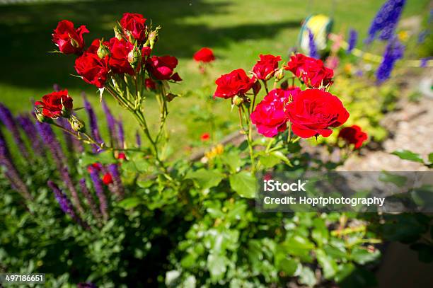 ガーデン - 12本のバラのストックフォトや画像を多数ご用意 - 12本のバラ, Voodoo Rose, つるバラ