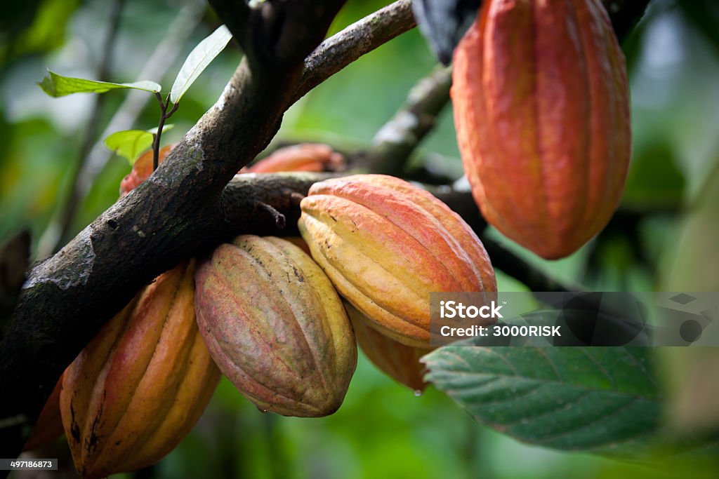 Multiple pods on cacao tree Growing cacao Cacao Fruit Stock Photo