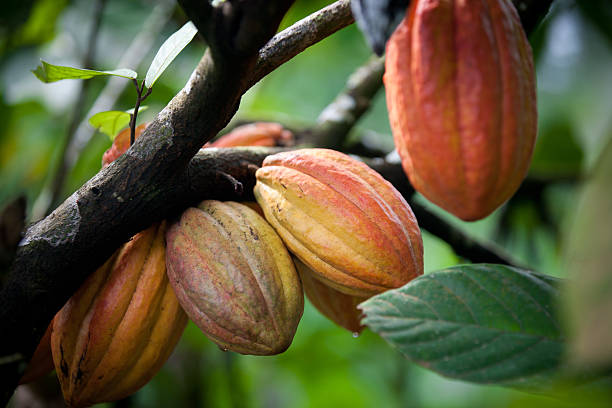 Multiple pods on cacao tree Growing cacao cacao fruit stock pictures, royalty-free photos & images