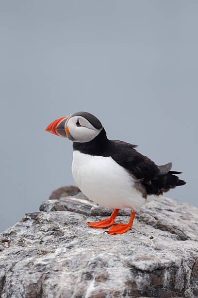 istock Puffin, Fratercula arctica 497187245