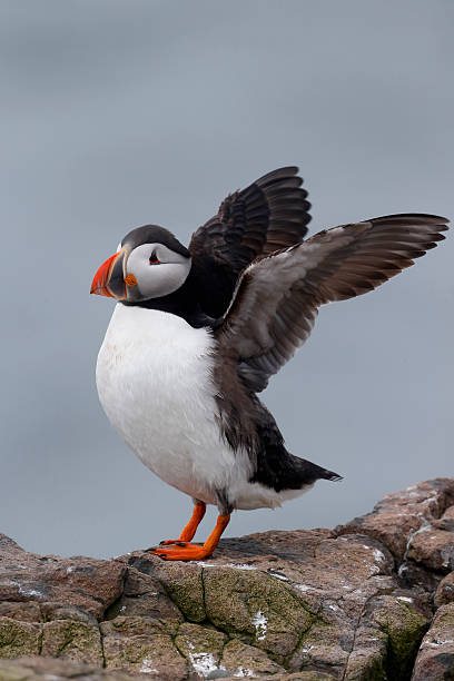 istock Puffin, Fratercula arctica 497187261
