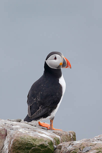 istock Puffin, Fratercula arctica 497187267