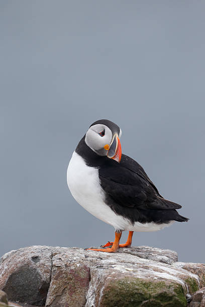 istock Puffin, Fratercula arctica 497187271
