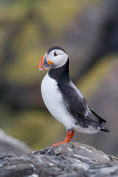istock Puffin, Fratercula arctica 497187279
