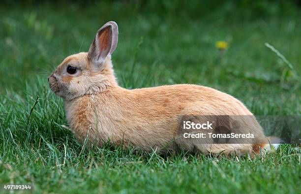 Rabbit Stock Photo - Download Image Now - 2015, Animal, Animal Wildlife