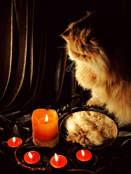 istock Cat looking at his reflection on Merry Christmas 497189694