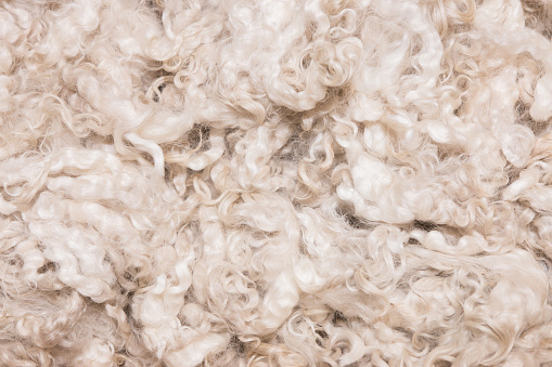 Pila de alta calidad sin procesar de lana merina de Nueva Zelanda photo