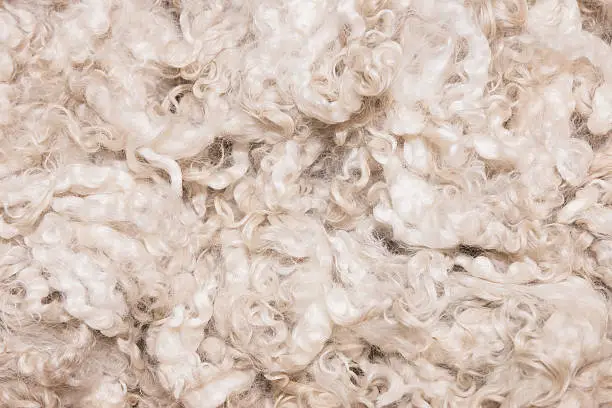 Photo of Pile of unprocessed high quality New Zealand merino wool
