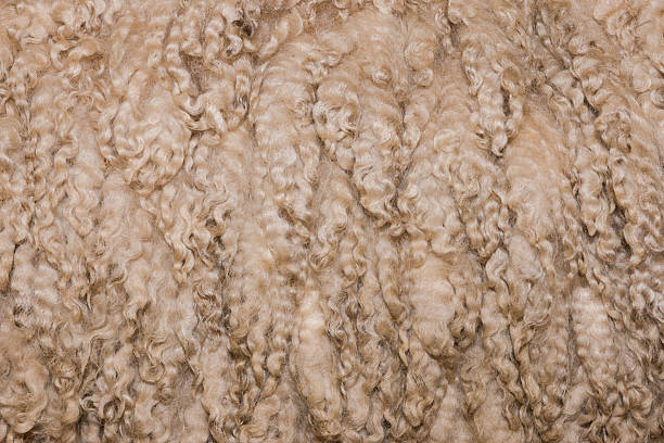 istock Texture of wool of merino ram 497190436