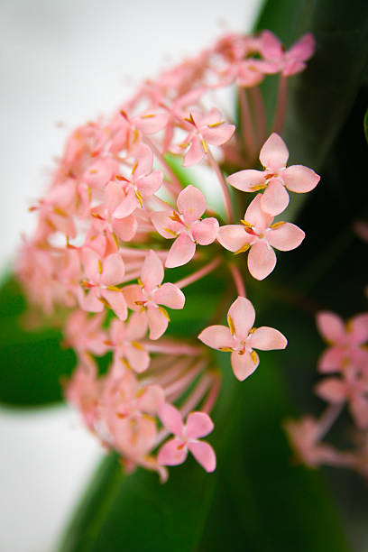 Tropical Maldivian Flower