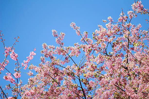 istock Thai Sakura flower Chiang Mai Thailand 497191422