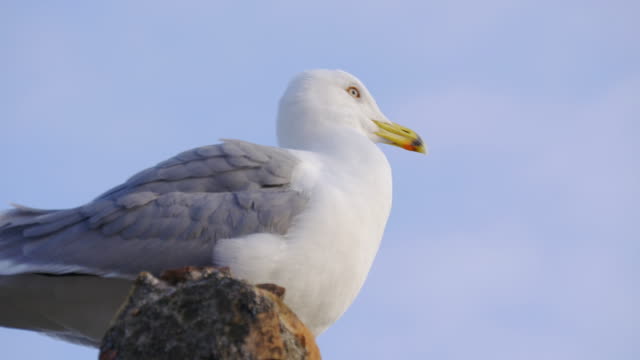 malaga sunny day seagull close up view 4k