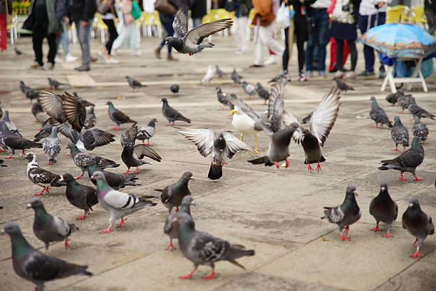 A lot of pigeons Pigeons in St. Mark's Square in Venice. Some flight movements are frozen. vermehrung stock pictures, royalty-free photos & images
